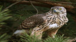 Goshawk